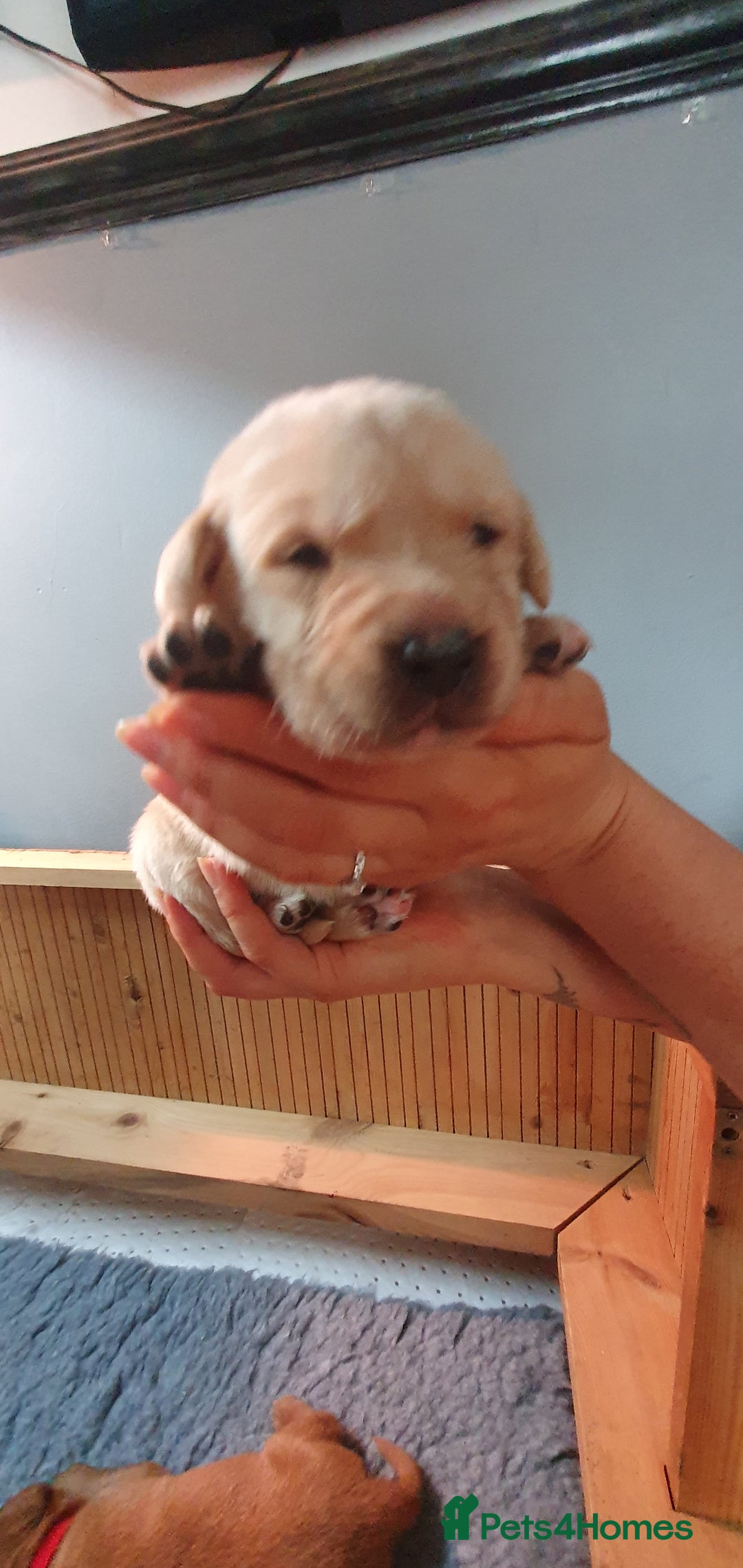 Labrador Retriever dogs for sale: Fox red Labrador - Image 14