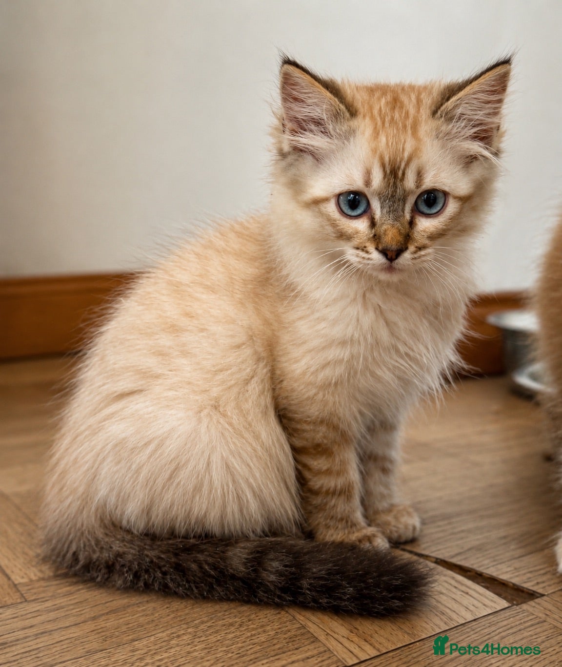 Ragdoll cats Ragdoll & Ragdoll cross kittens - Advert 2