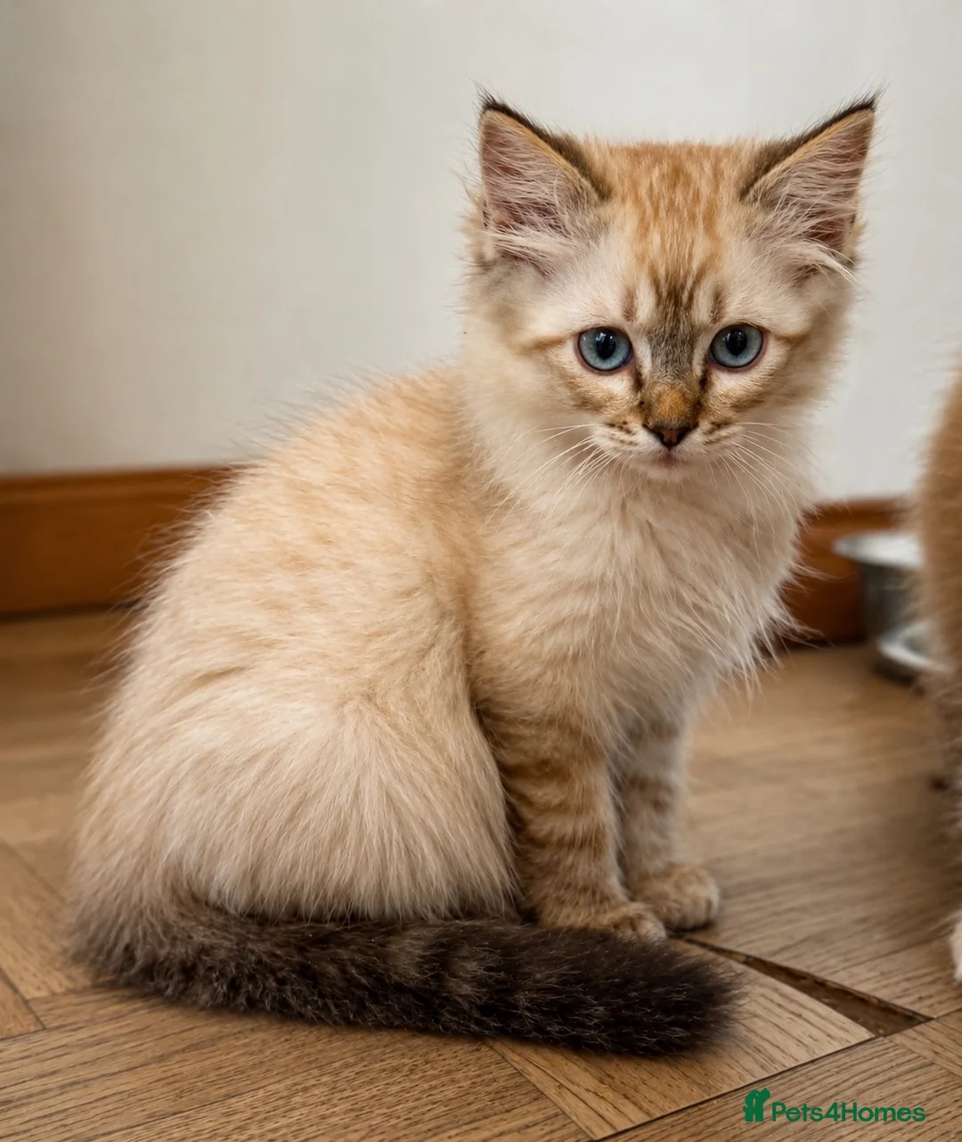 Ragdoll cats for sale: Ragdoll & Ragdoll cross kittens - Advert 2