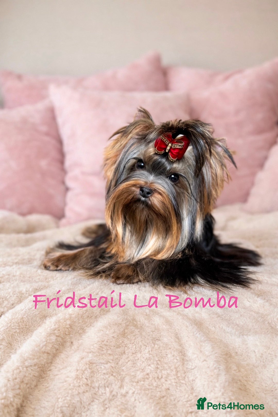 Yorkshire Terrier dogs for sale: 🌸Rare Exquisite Tiny Girl Needs a Luxurious 🏡 🌸 - Advert 3