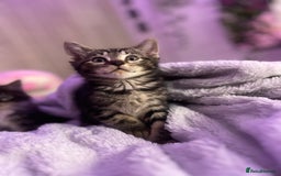 Mixed Breed cats for sale: Gorgeous Bengal Markings! READY NOW! - Image 2