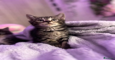Mixed Breed cats - Advert 6