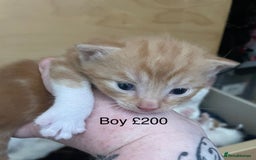 British Shorthair cats for sale: Beautiful kittens  - Image 5