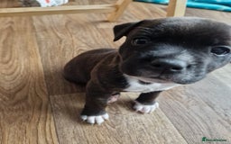 Staffordshire Bull Terrier dogs for sale: KC Reg Staffy Pups – Beautiful Chunky Puppys - Image 10