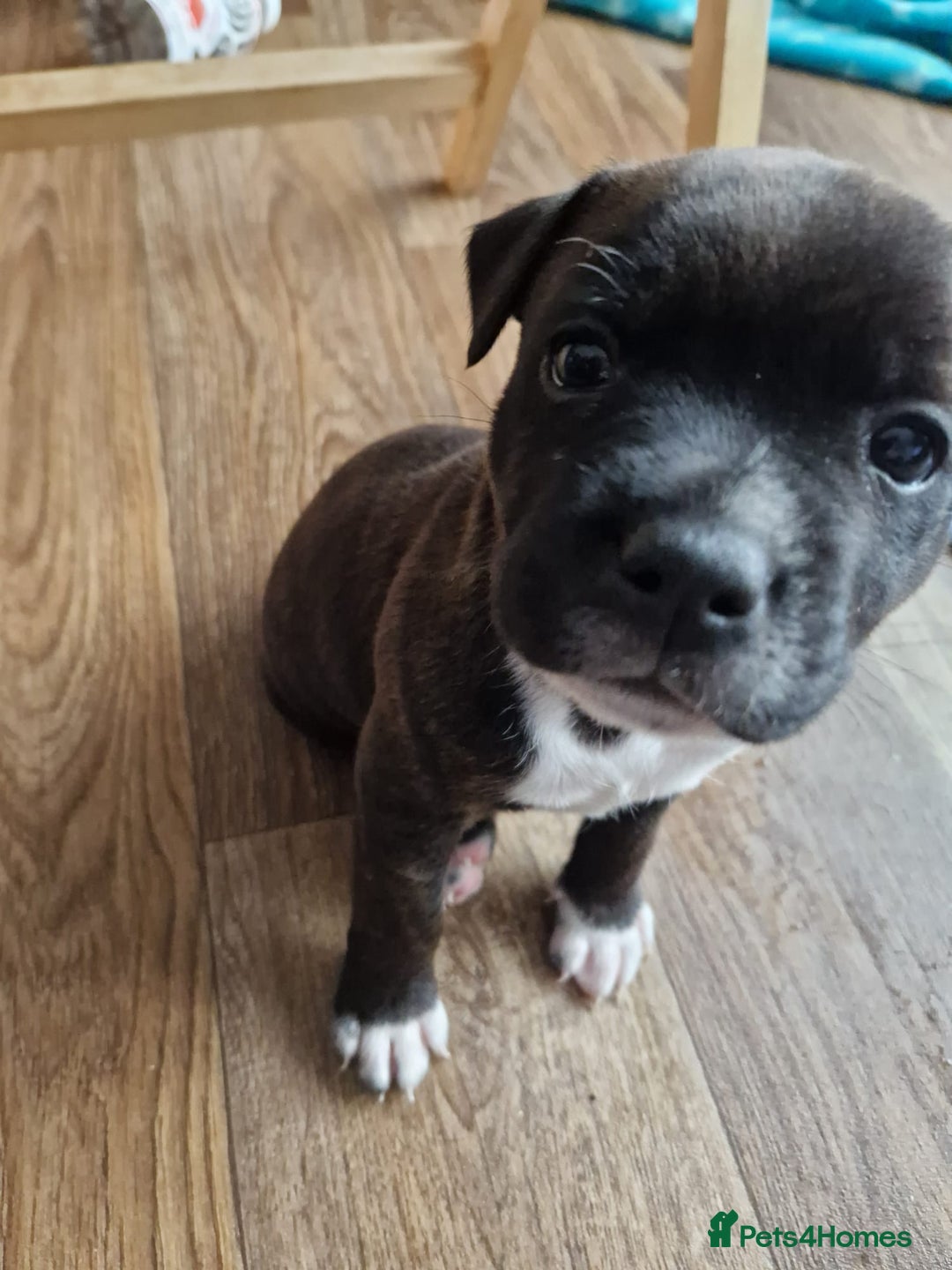 Staffordshire Bull Terrier dogs for sale: KC Reg Staffy Pups – Beautiful Chunky Puppys - Image 10