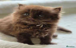 British Shorthair cats for sale: GCCF Chocolate British Shorthair kittens  - Image 12