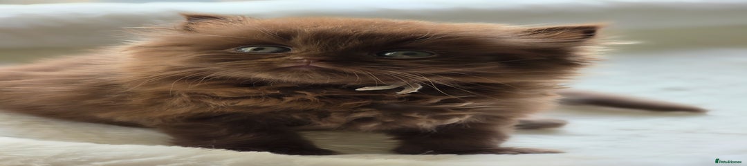 British Longhair boy 3