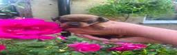 Mixed Breed dogs for sale: Pug X Dachund puppies - Advert 2