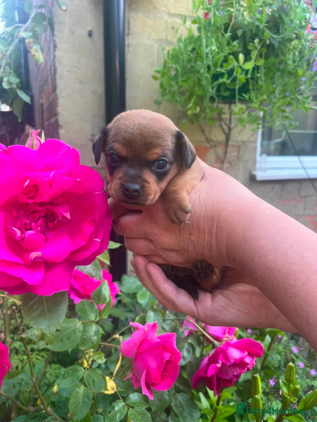 Mixed Breed dogs for sale: Pug X Dachund puppies - Advert 2