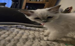 Ragdoll cats for sale: Pure Ragdoll Kittens (Mitted) Only 1 male left  - Image 1