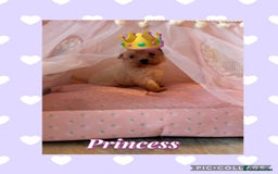 Maltipoo dogs for sale: Tea cup/ pocket puppy Maltipoo girl 🩷 - Image 3