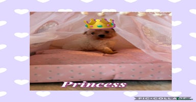 Maltipoo dogs - Advert 4