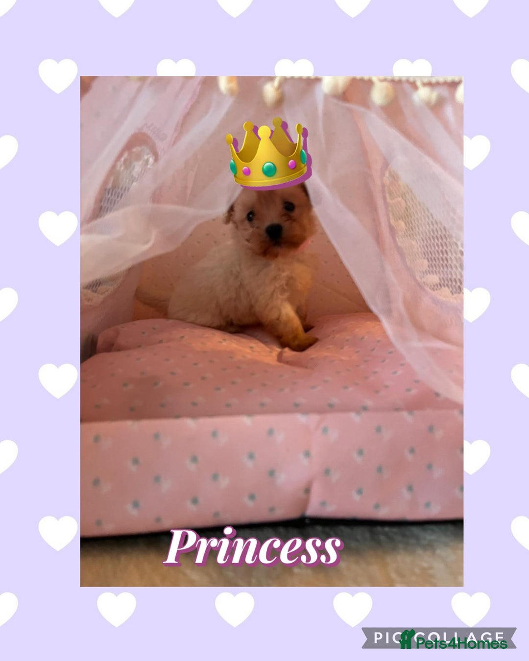 Maltipoo dogs for sale: Tea cup/ pocket puppy Maltipoo girl 🩷 - Image 3