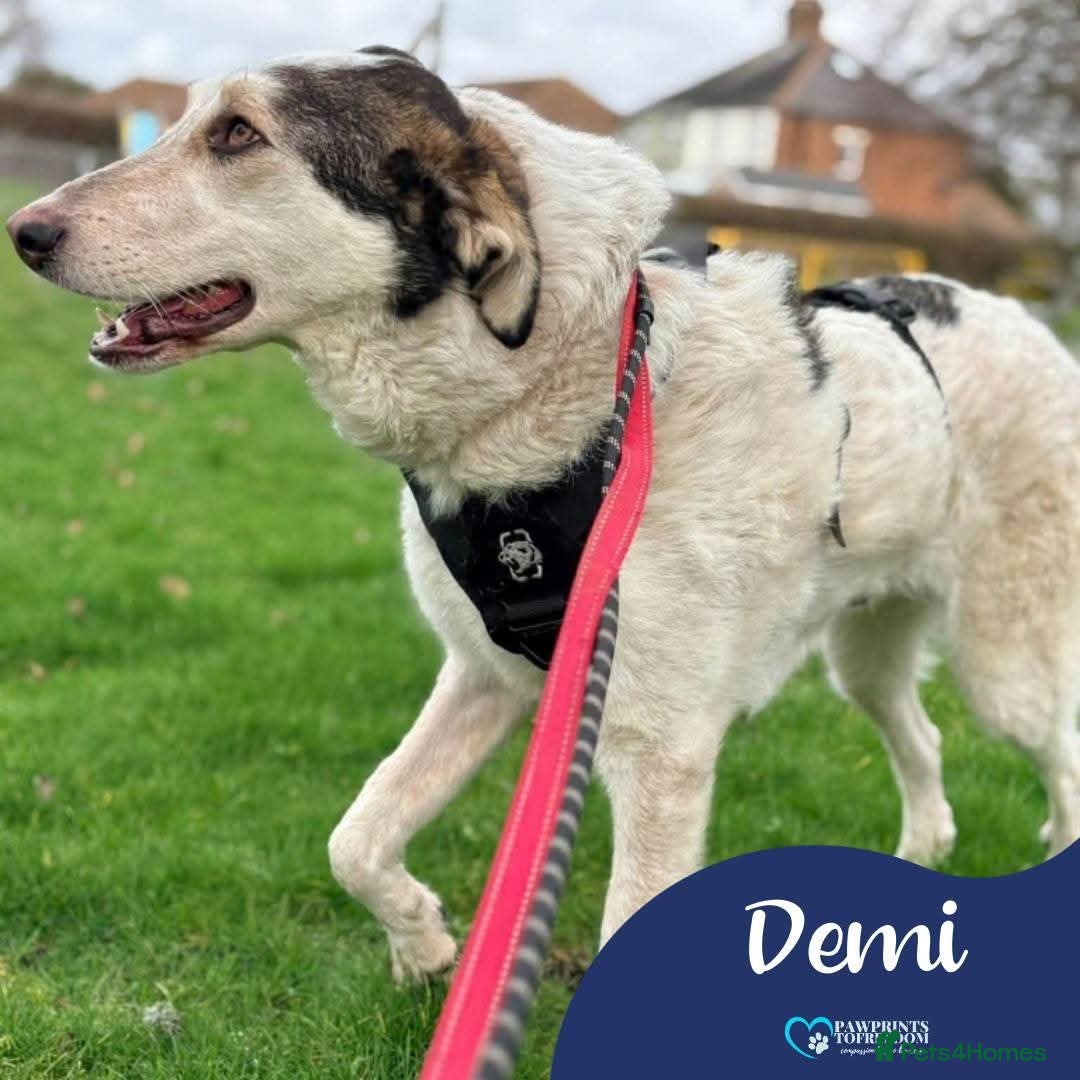 Mixed Breed dogs Meet Demi, currently residing in Essex  - Advert 2
