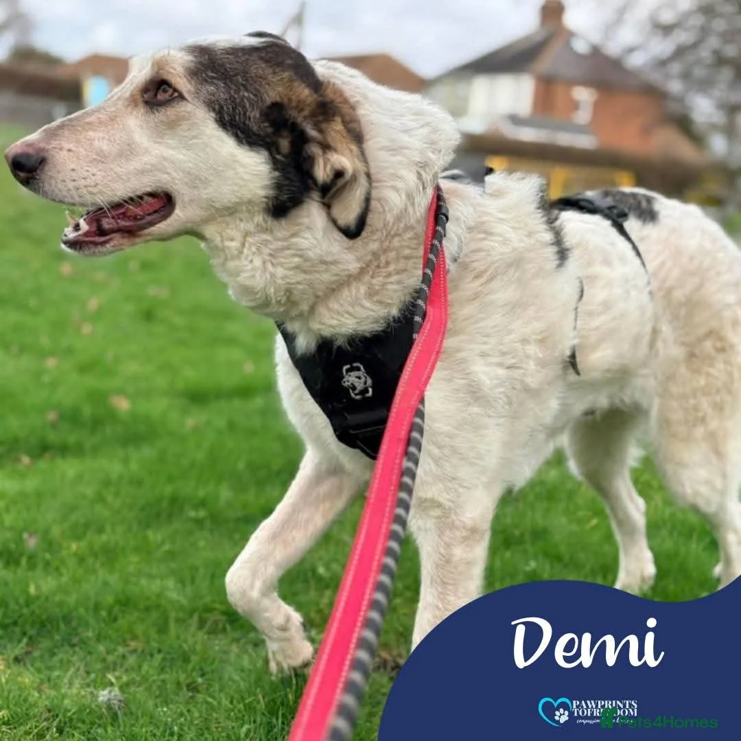 Mixed Breed dogs for adoption: Meet Demi, currently residing in Essex  - Advert 1
