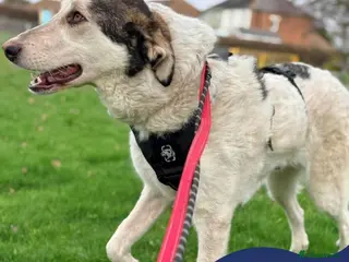 Mixed Breed dogs Meet Demi, currently residing in Essex - Advert 2