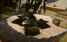 Mixed Breed cats for sale: Beautiful Kittens looking for forever homes  - Image 6