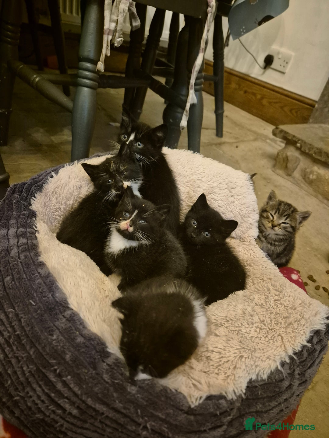 Mixed Breed cats for sale: Beautiful Kittens looking for forever homes  - Image 6