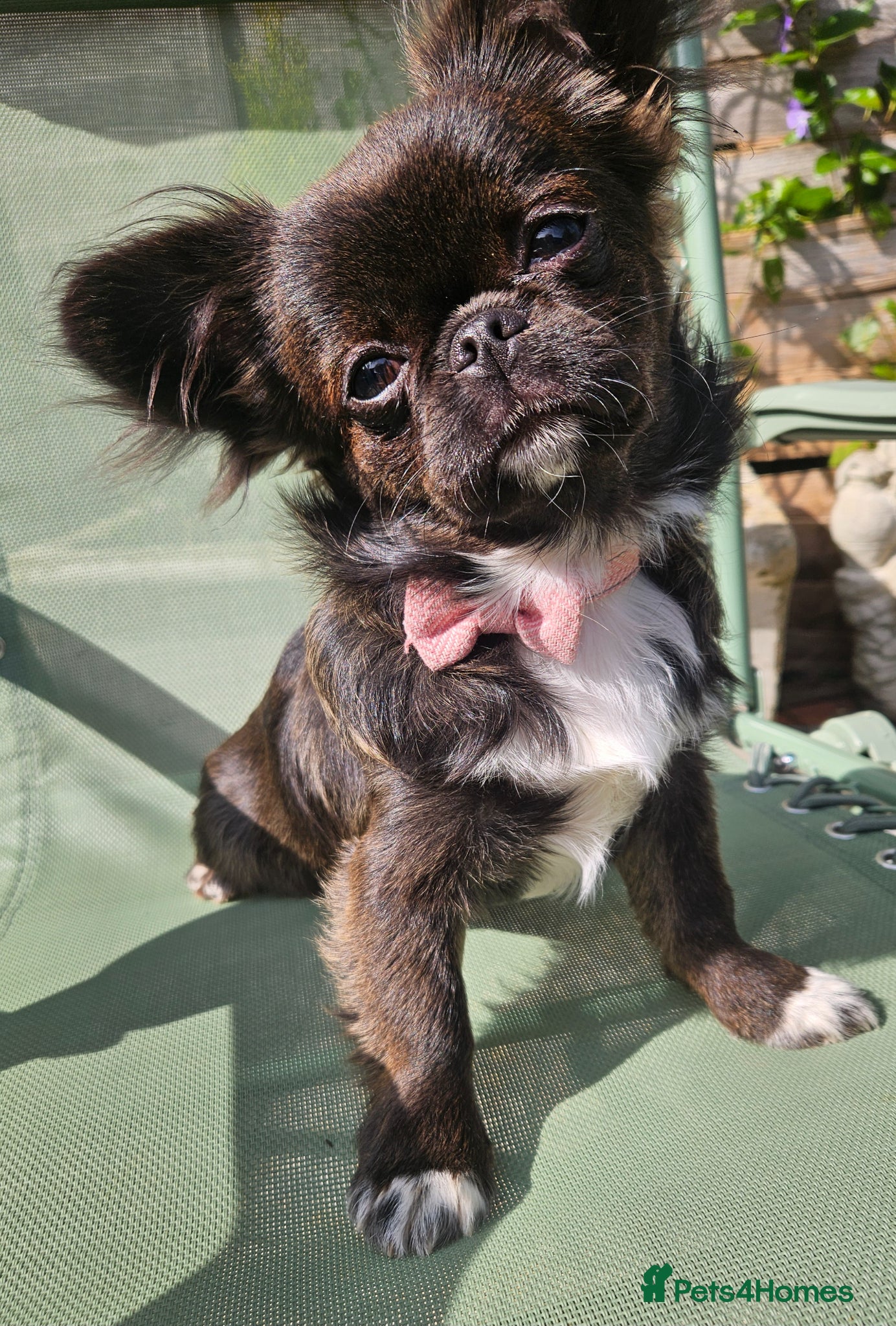 Chihuahua dogs Kennelclub licensed breeder, longhair chihuahua  - Advert 3