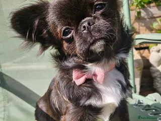 Chihuahua dogs Kennelclub licensed breeder, longhair chihuahua - Advert 16