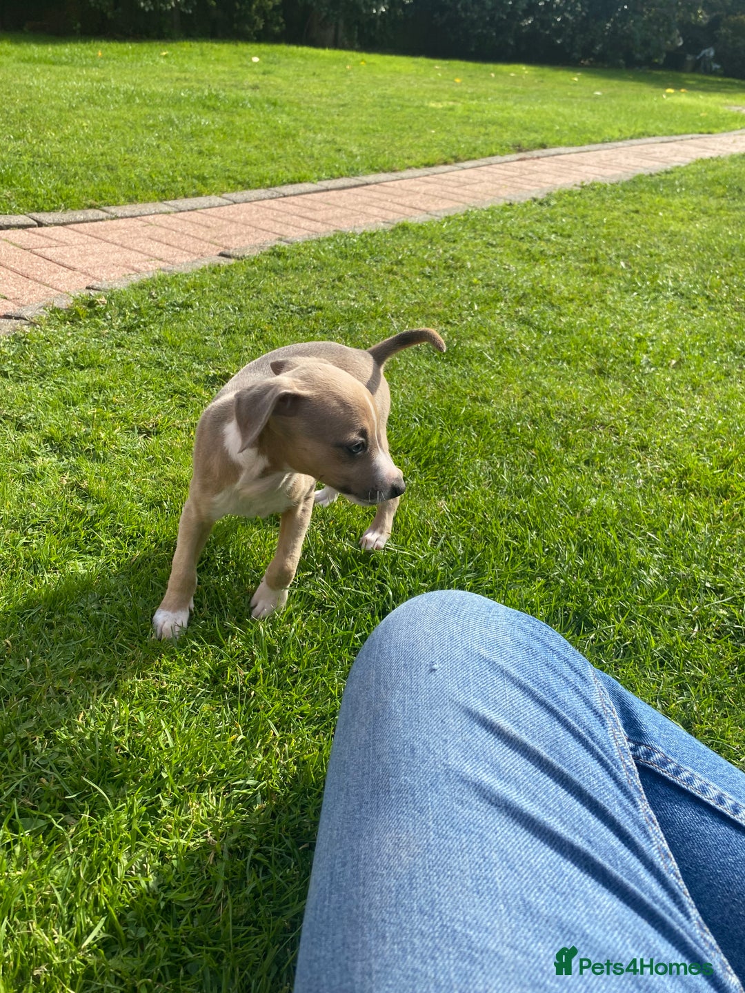Italian Greyhound dogs for sale: Italian greyhound puppy’s  - Image 20