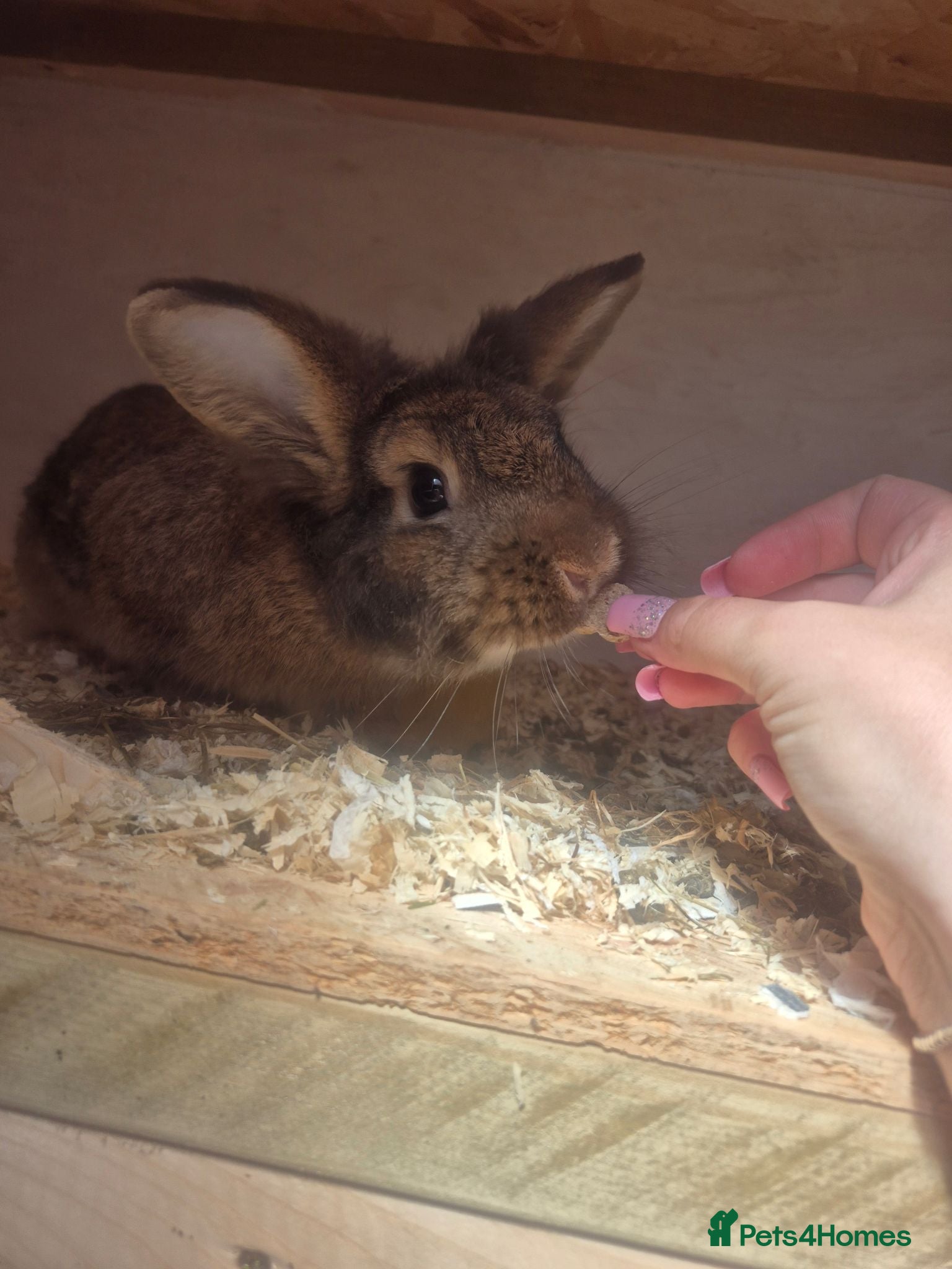 Lionhead rabbits Gorgeous boy for sale  - Advert 13
