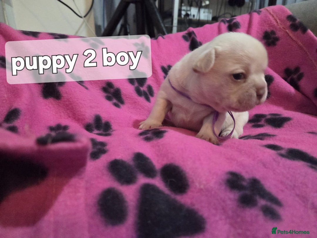 French Bulldog dogs for sale: Frenchie puppies for sale  - Advert 3