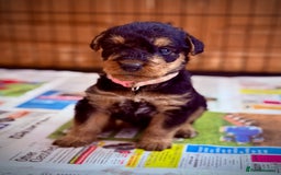 Airedale Terrier dogs for sale: ⭐️⭐️ ADORABLE KC REGISTERED  PUPS ⭐️⭐️ - Image 11