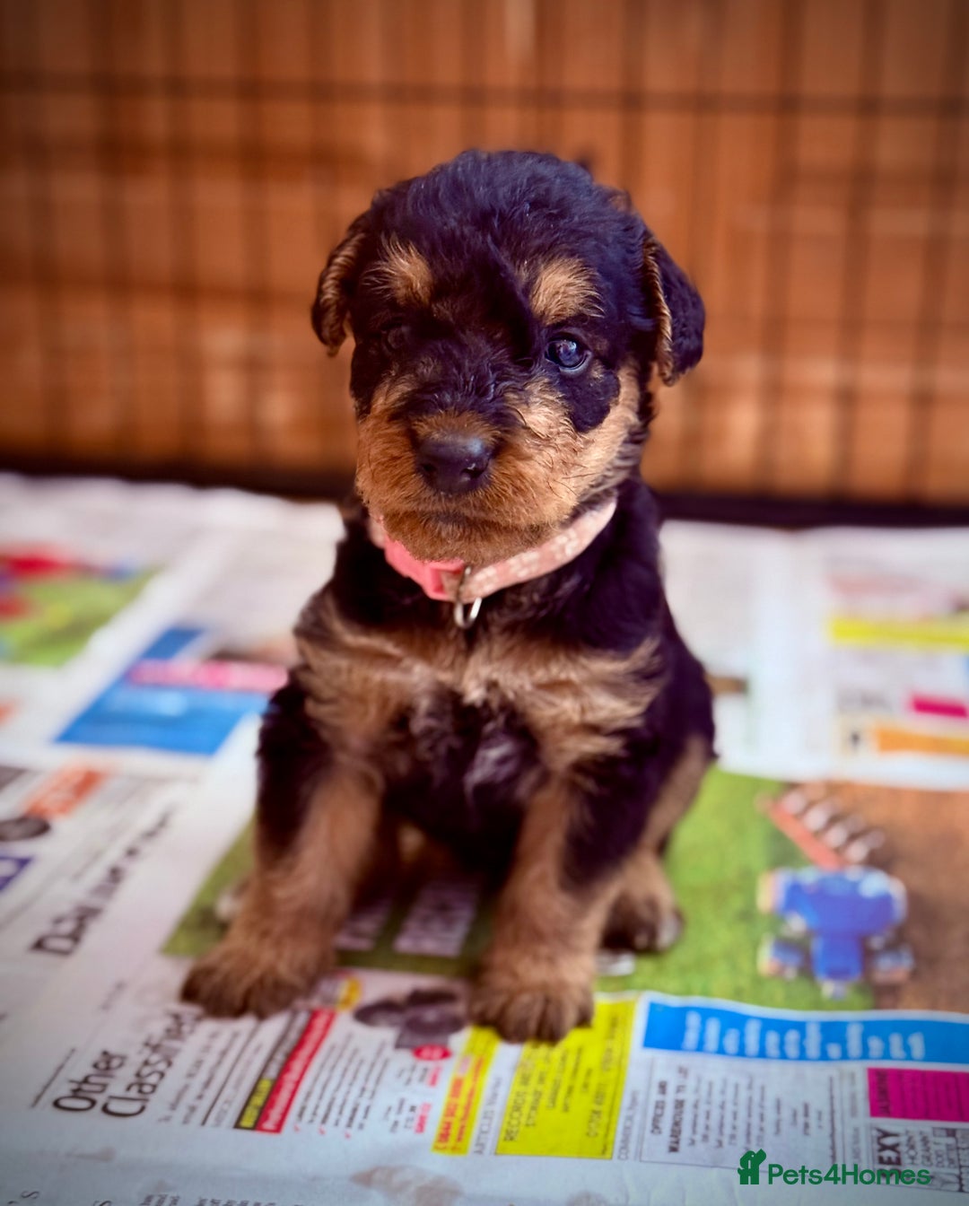 Airedale Terrier dogs for sale: ⭐️⭐️ ADORABLE KC REGISTERED  PUPS ⭐️⭐️ - Image 11