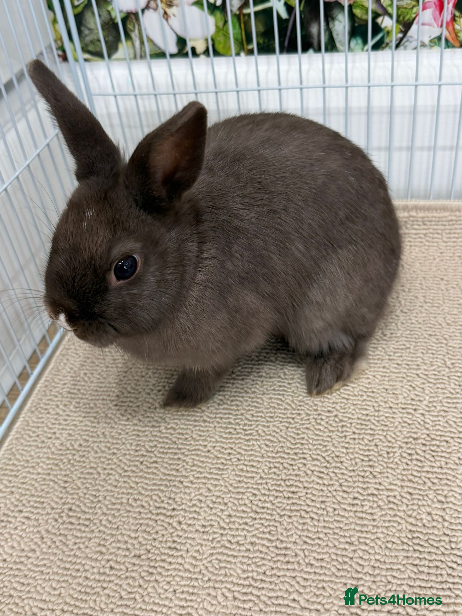 Netherland Dwarf rabbits 2 Male Netherland Dwarf Bunnies + free Bundle - Advert 20