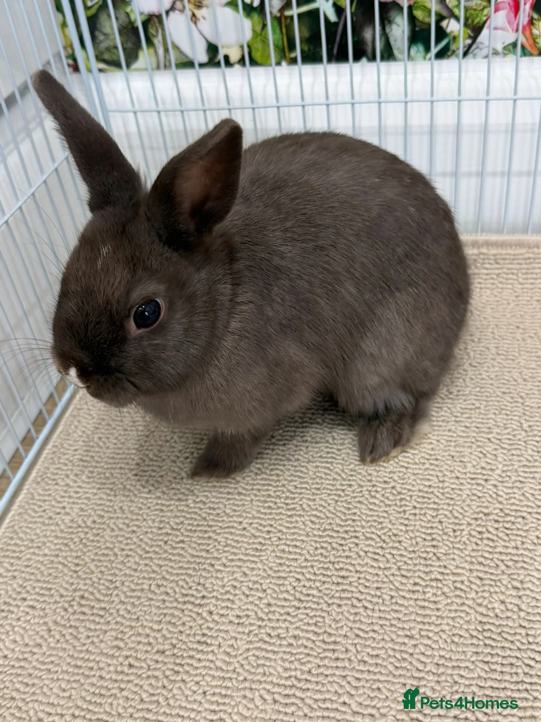 Netherland Dwarf rabbits for sale: 2 Male Netherland Dwarf Bunnies + free Bundle - Advert 1