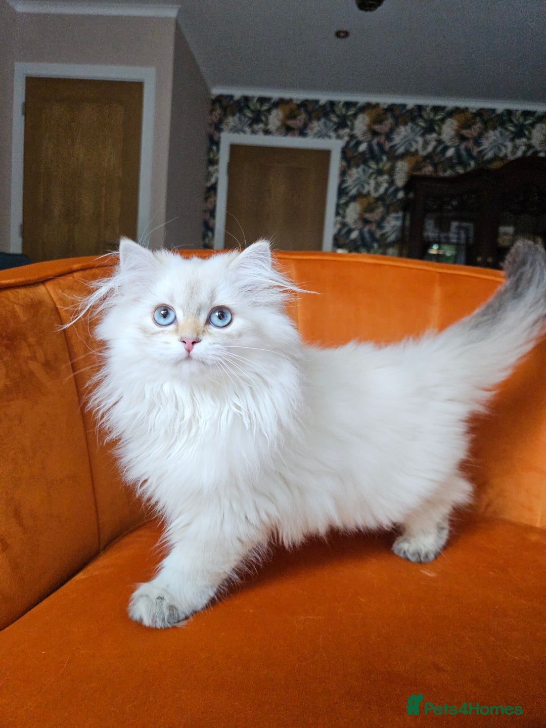 Scottish Fold cats for sale: Excellent Scottish straight girl ready to go in Erith - Image 3