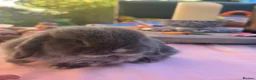 Mini Lop rabbits for sale: 3 Beautiful baby boy mini lops needing good homes in Bridport - Advert 28