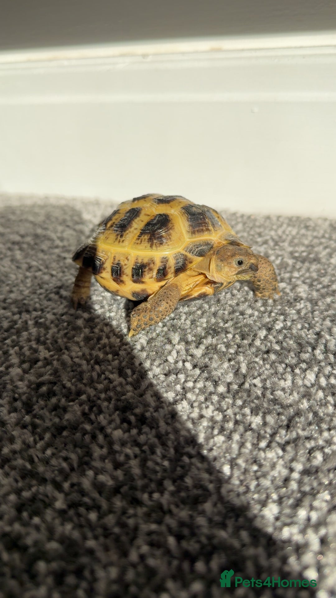 Tortoise reptiles for sale: Tortoise for sale - Advert 3