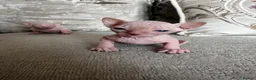 Sphynx cats for sale: Two male pink wrinkled Sphynx kittens  in Wirral - Advert 11