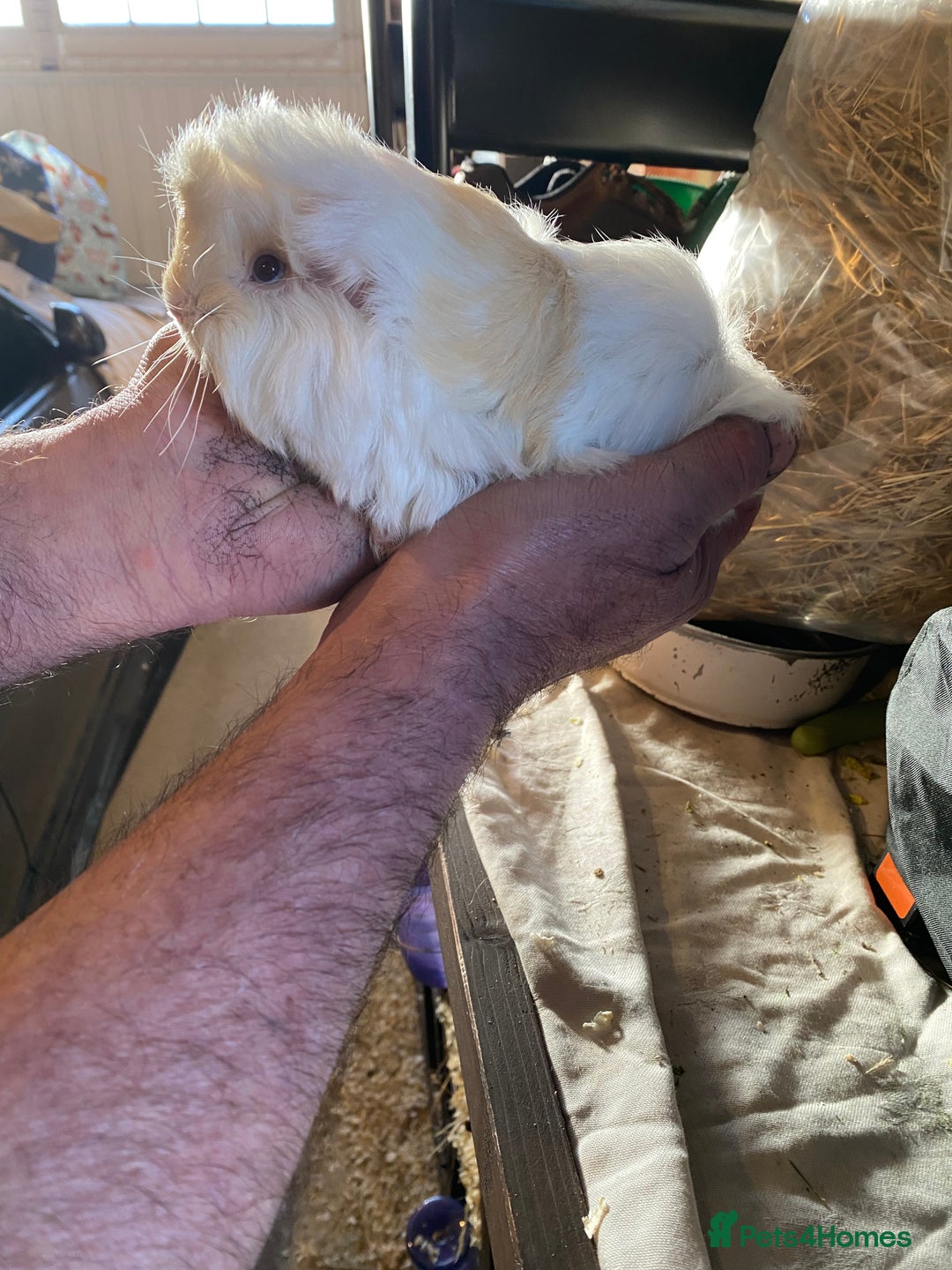 Guinea Pig rodents for sale: Peruvian Guinea pigs  - Advert 2