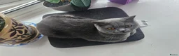 British Shorthair cats for sale: Blue British shorthair female (2y old) in Northwich - Advert 7