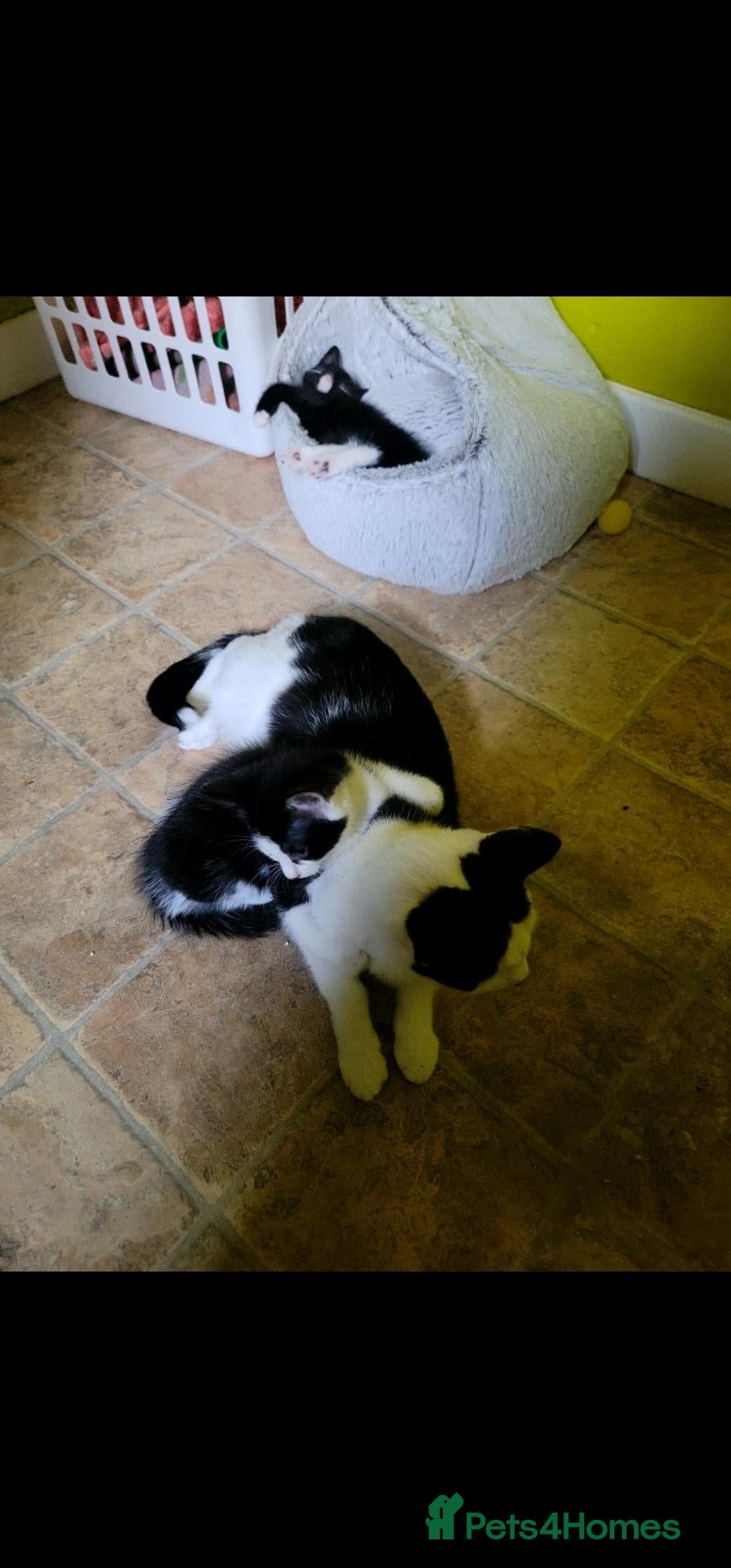Mixed Breed cats Kitten wait for new home - Advert 4