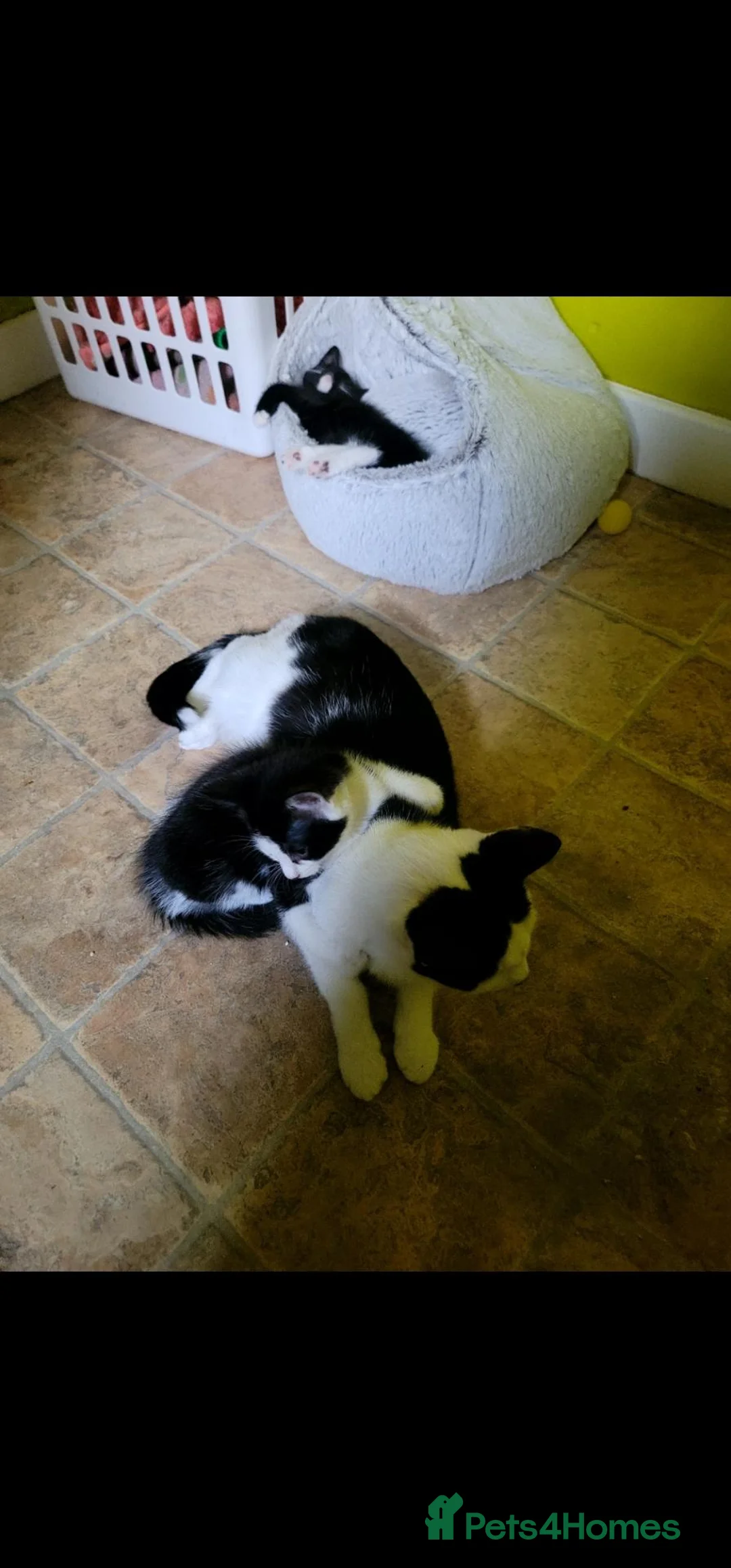 Mixed Breed cats for sale: Kitten wait for new home in Peterborough - Advert 1