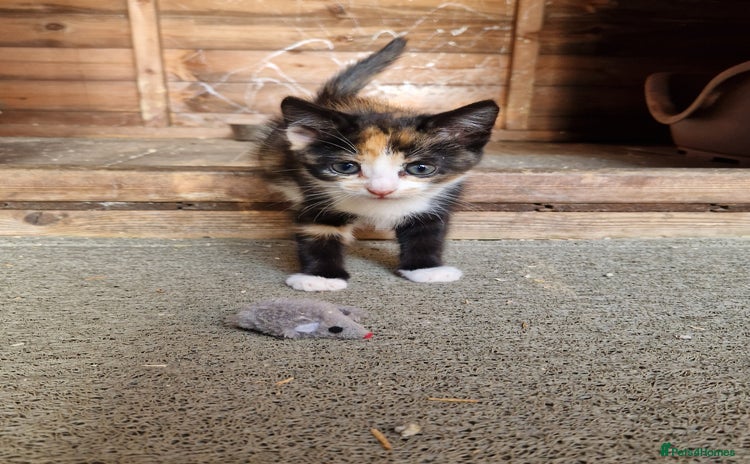 Mixed Breed cats for sale - Advert 1