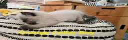 Ragdoll cats for sale: Beautiful ragdolls - Advert 20