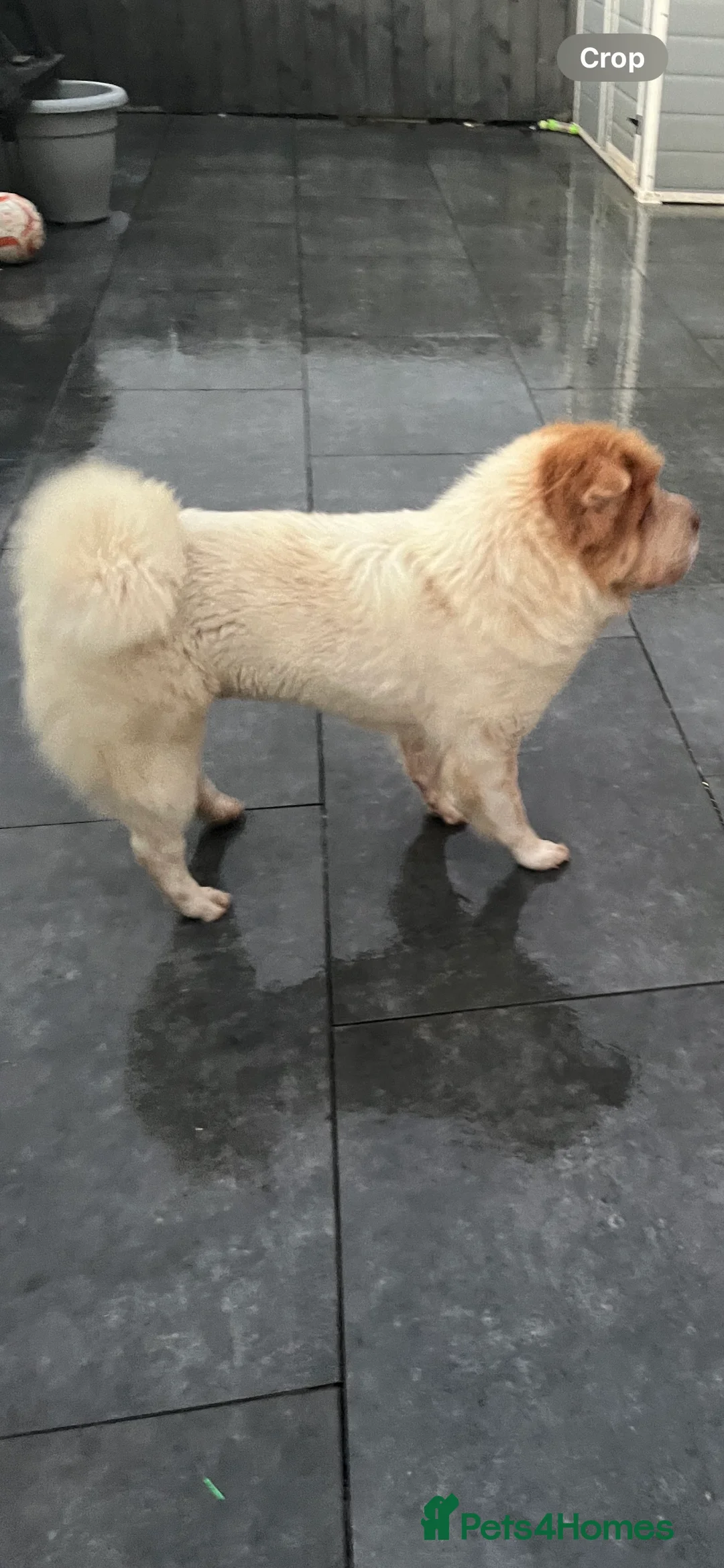 Shar Pei dogs for stud: lilac flower bear coat stud kc reg proven  in Sunderland - Advert 6