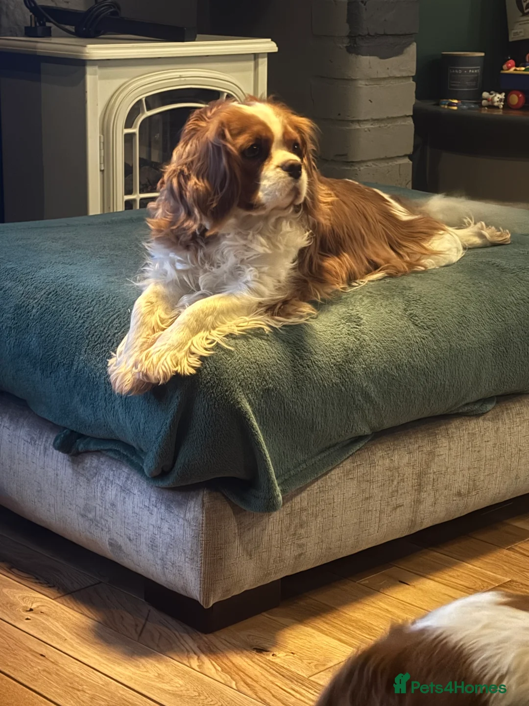 Cavalier King Charles Spaniel dogs for sale: Cavalier King Charles KC reg DNA 5* home breed - Advert 22