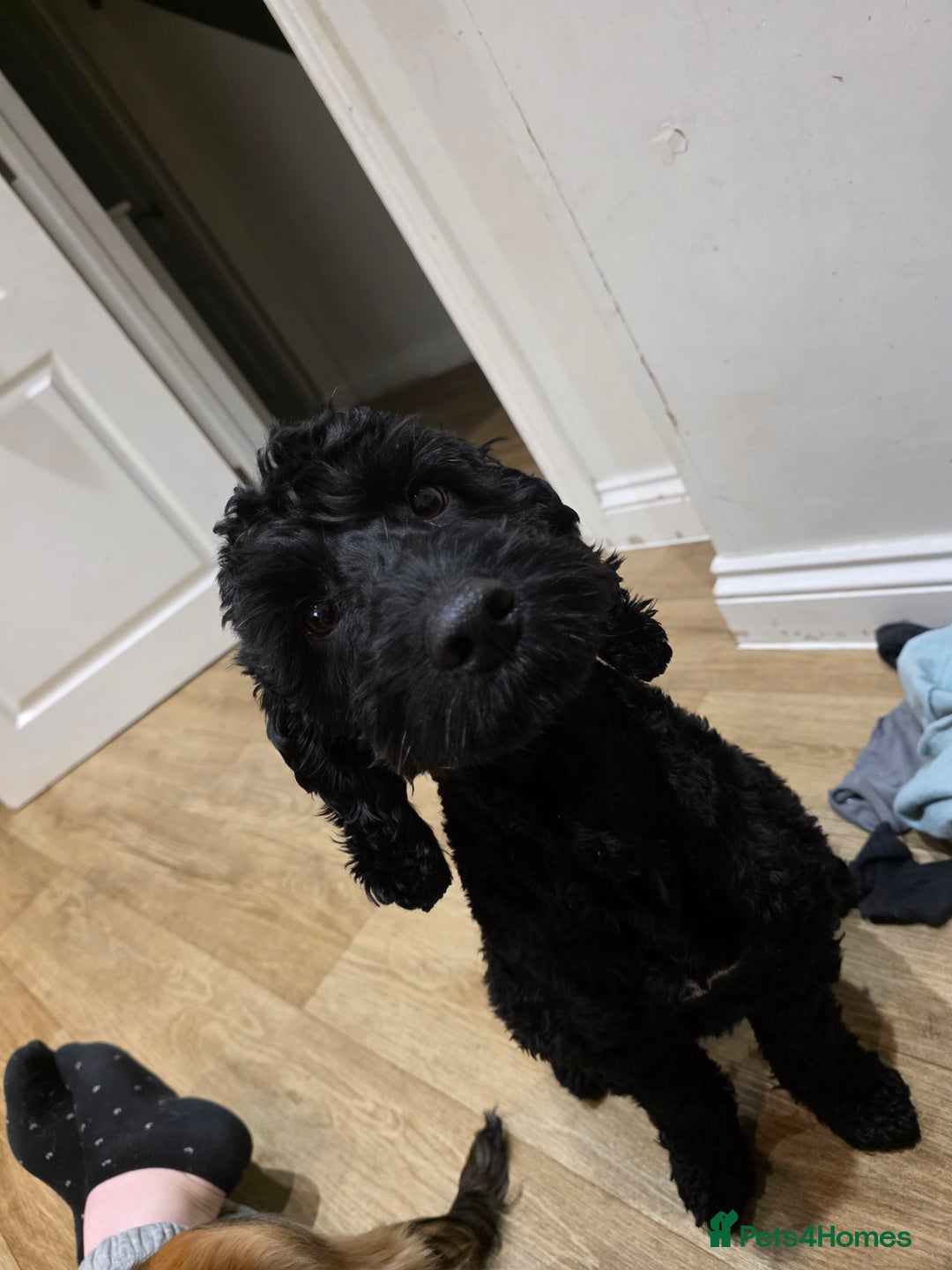 Cockapoo dogs for sale: Cockapoo+Show Cocker for REHOME - Advert 2