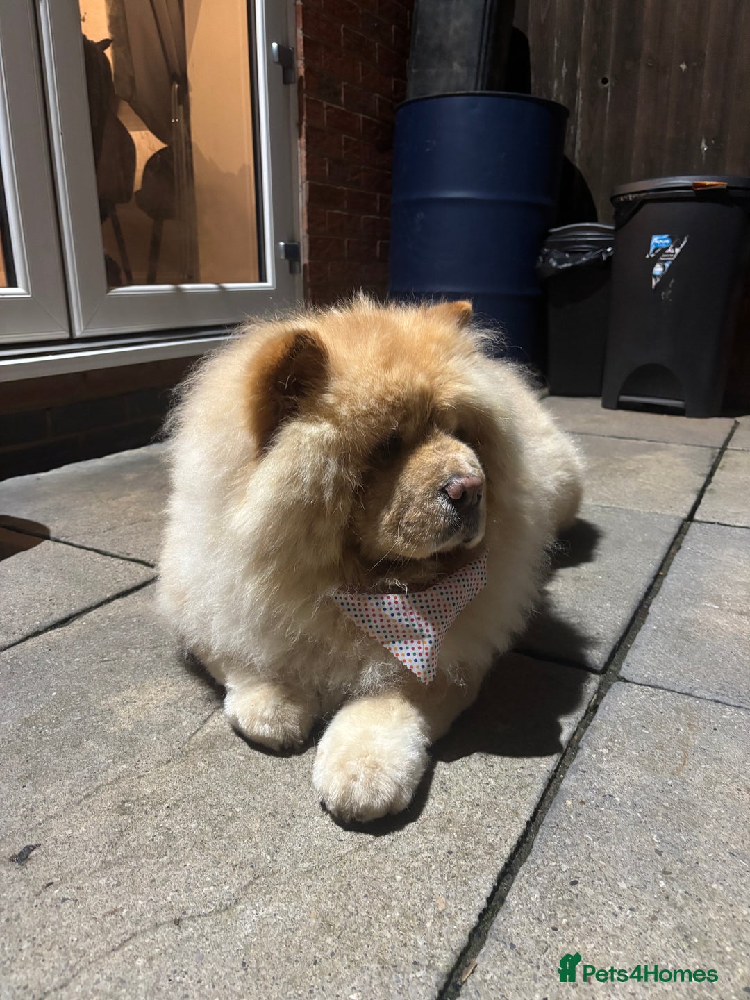 Chow Chow dogs for sale: Beautiful Male Chow - pls read full advert - Advert 3