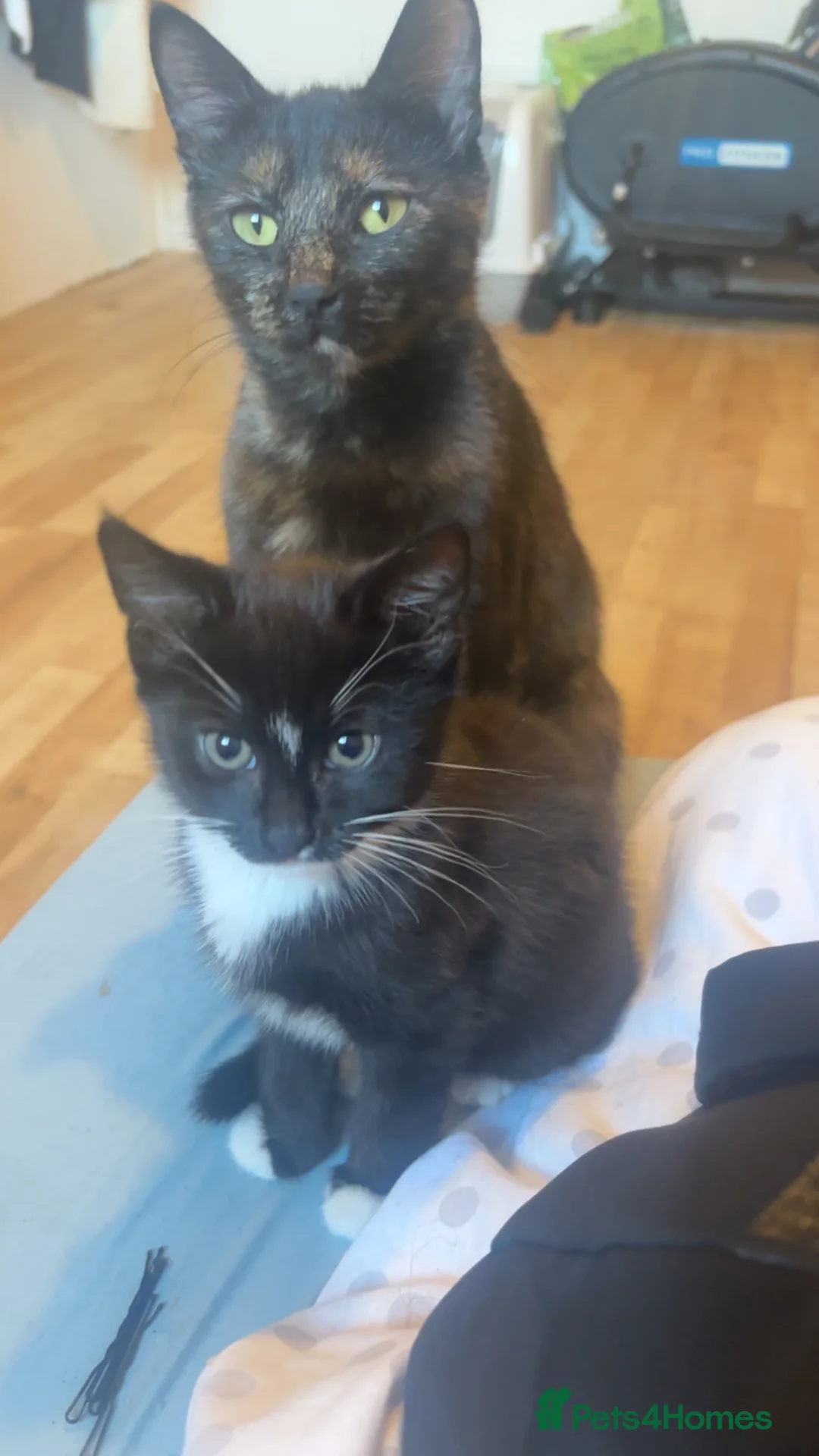 Mixed Breed cats for sale: Friendly black and white tuxedo cat in London - Advert 2
