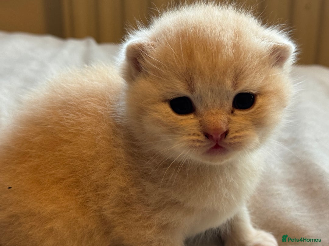 British Shorthair cats for sale: Female now available  - Advert 8