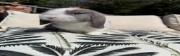Mini Lop rabbits for sale: Mini lop babies - Advert 3