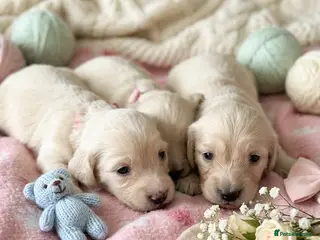Dachshund dogs Cream Miniature Dachshund long-haired - Advert 1