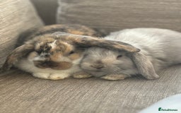 Dwarf Lop rabbits for sale: 2 Dwarf lop x mini lop rabbits  - Image 6